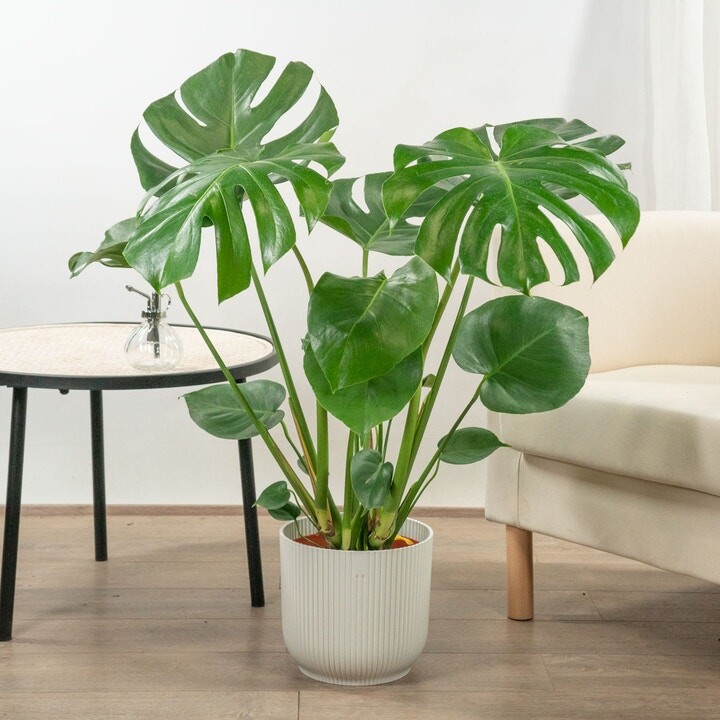 Plante à Trous (Monstera deliciosa) - Elle s'adapte à tout type d'intérieur - Be.Green