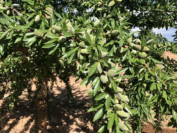 Almendro Lauranne floración tardía - Agroforestales ESLA