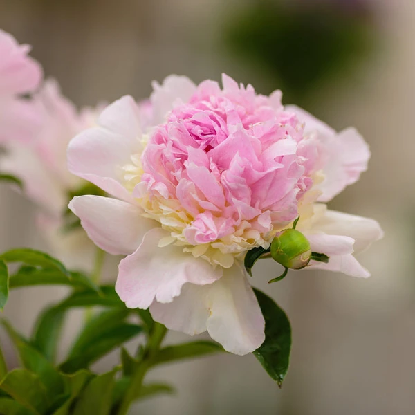 Pivoine Raspberry Sundae