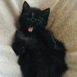 le felinarium association