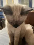 mymi