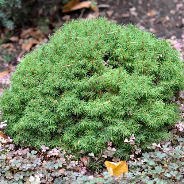 Picea glauca Alberta Globe - Épinette ou Sapinette blanche compacte