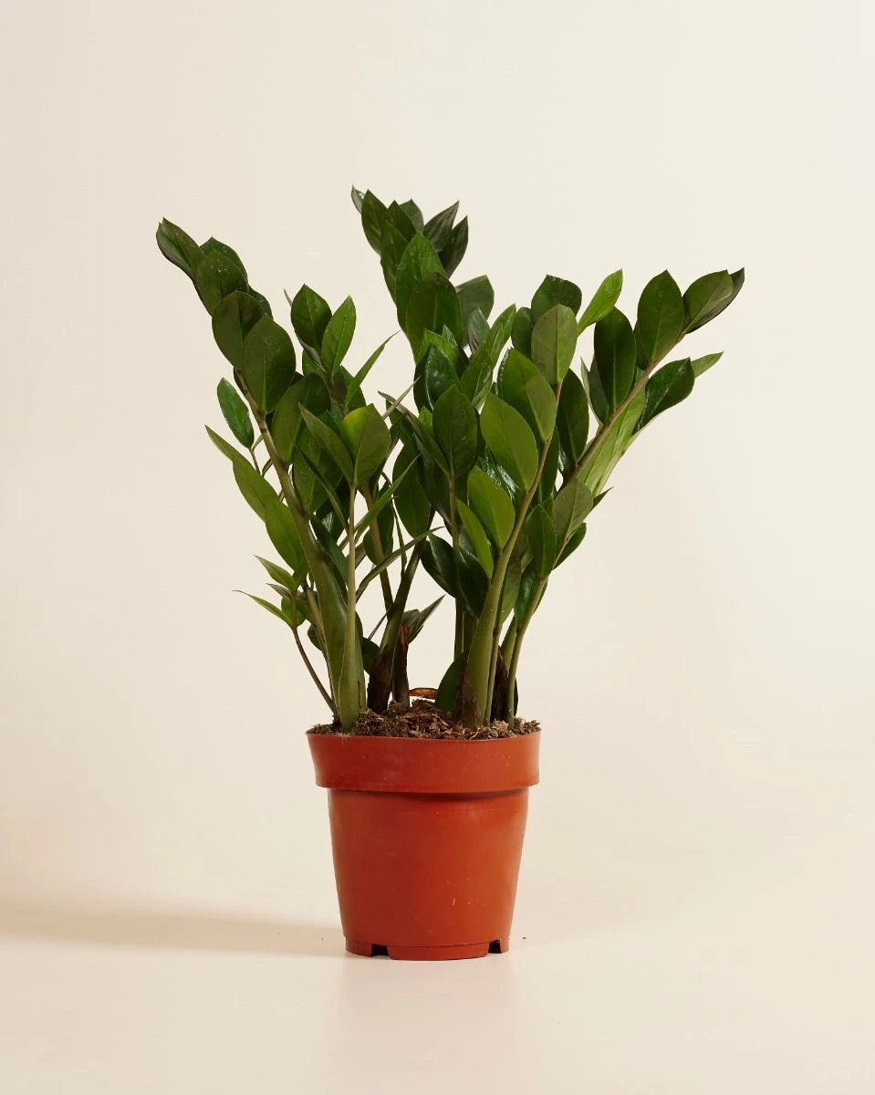 Acheter Zamioculcas Zamiifolia L (Plante ZZ) en ligne | PLNTS.com