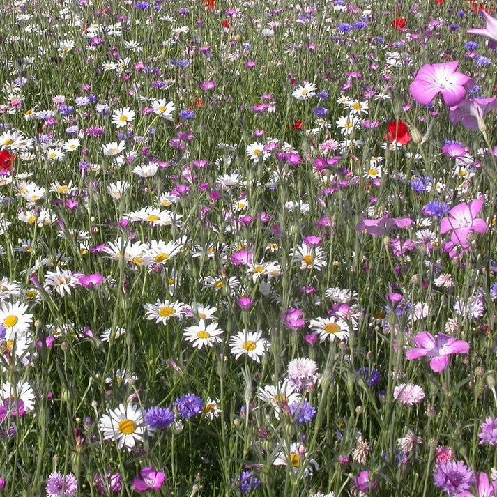 Fleurs des champs en mélange