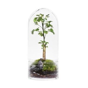 Terrarium jungle rocket small