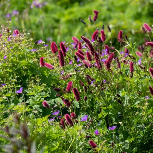 Grande Pimprenelle - Sanguisorba officinalis Tanna - Sanguisorbe officinale - de courts épis arrondis bordeaux sur un feuillage très découpé - variété compacte et trapue, vivace de sol frais.