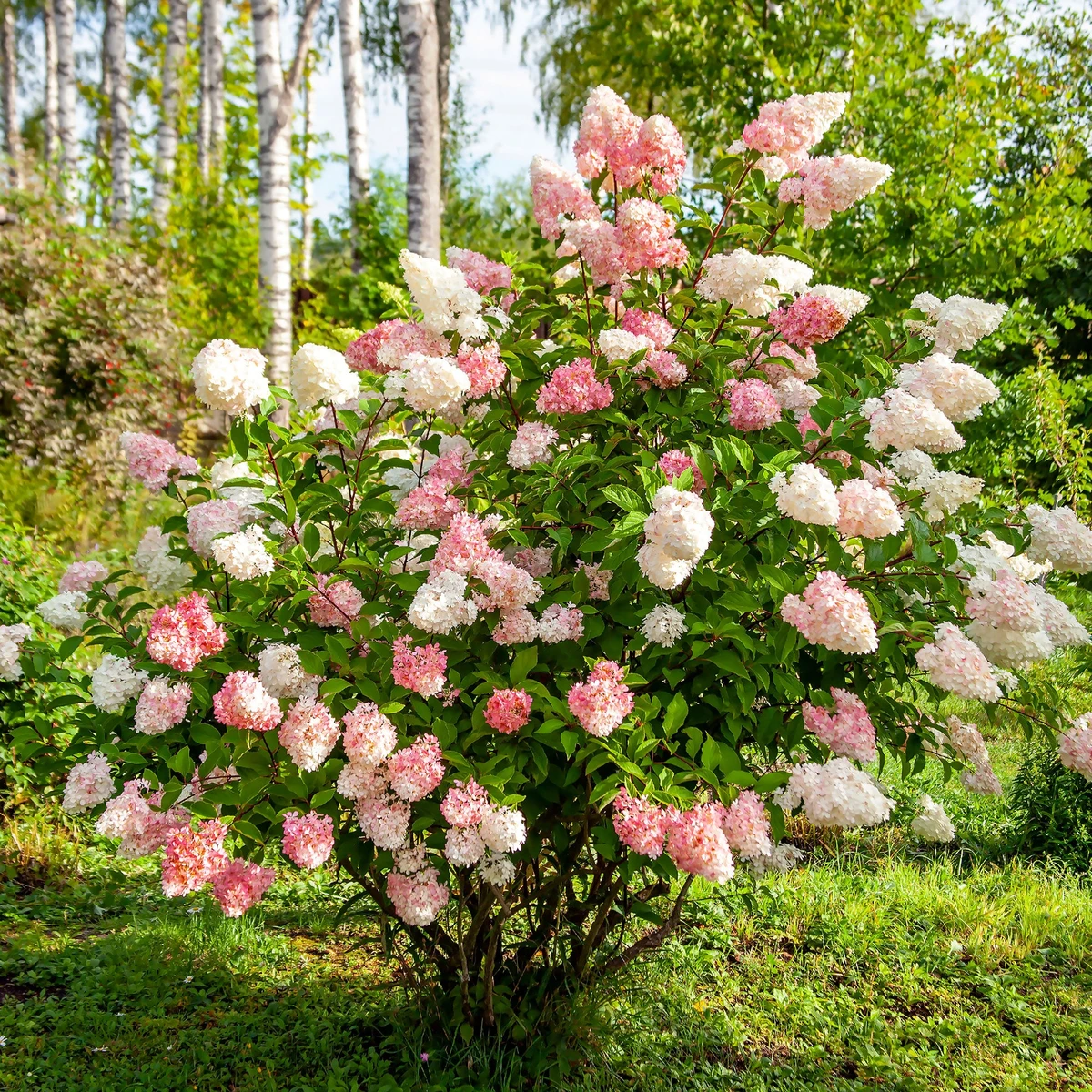 Hortensia paniculé Vanille Fraise® Renhy