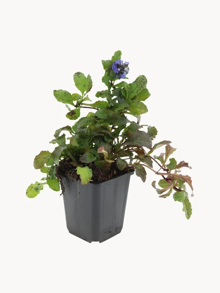Plantes vivantes Bugle rampant Ajuga Reptans, 12 pièces | Westwing