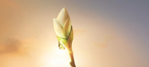 SOIN ANTI-AGE GLOBAL au Nectar de Bourgeon de Syringa - Instituts de beauté – Yves Rocher - {1}
