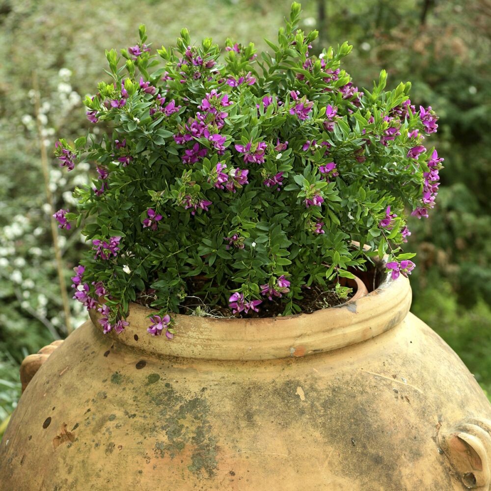 Polygala