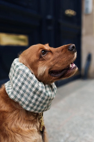 BESTSELLER Snood en Lin Léger Respirant Épagneuls Cavalier Cocker Cache Oreilles Tour de Cou Protection Épillet Snood per Cani Cuello Perros