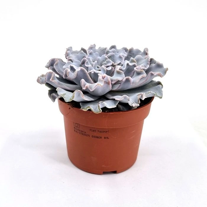 Echeveria crispy beauty pot 10.5 cm