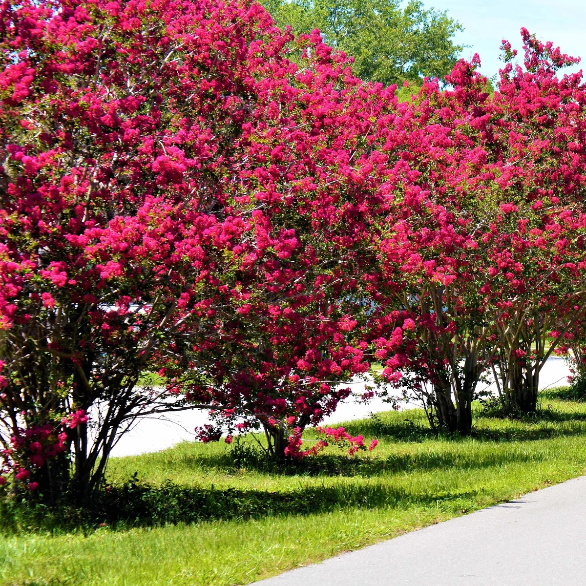 Lilas des Indes rouge