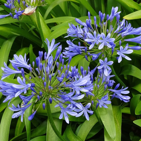 3 Agapanthes bleues
