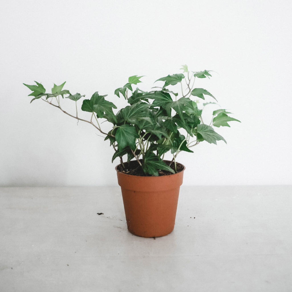 Hedera I Maison Bouture