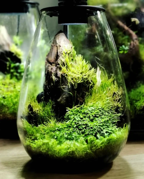 Terrarium 