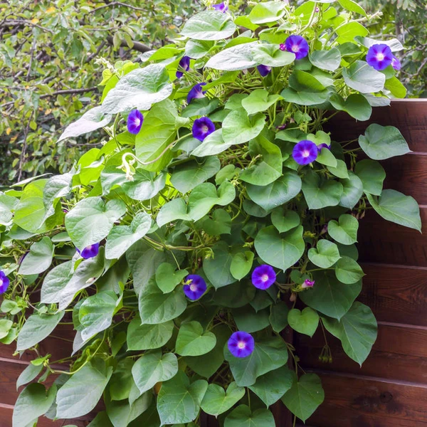 Ipomée à grandes fleurs