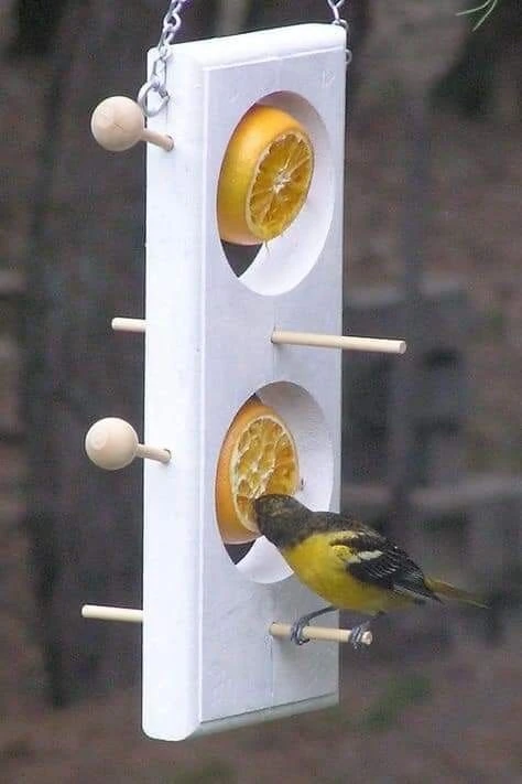 Épinglé sur Birding