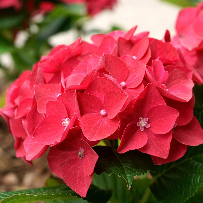 Hortensia rouge