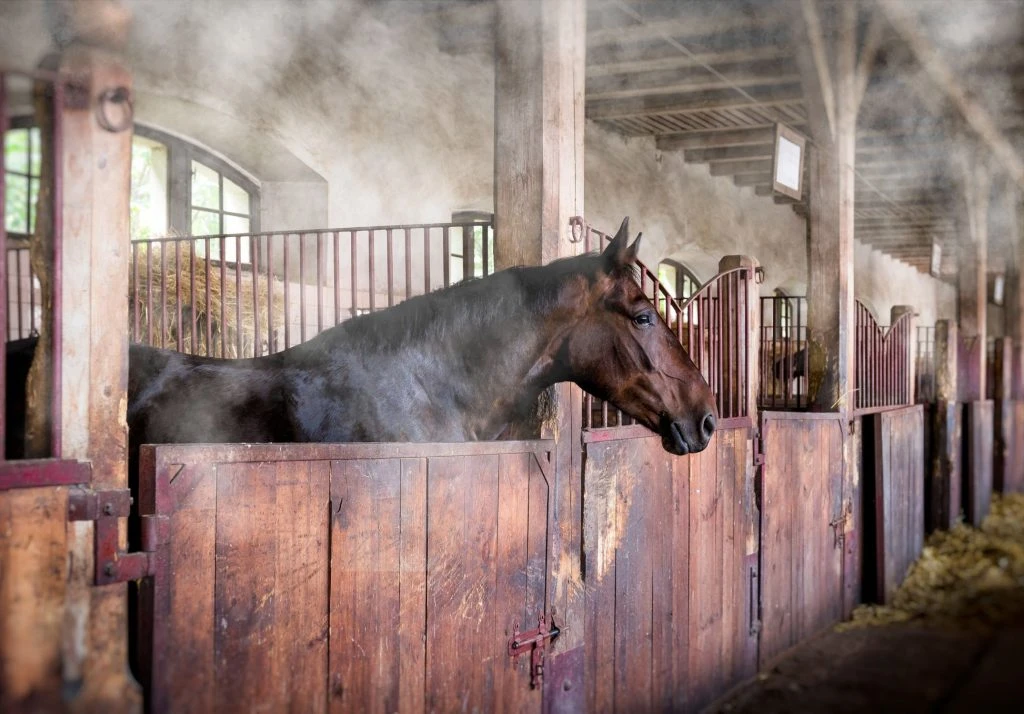 Syst%C3%A8me de brumisation pour la r%C3%A9gulation thermique. chevaux - Recherche Google