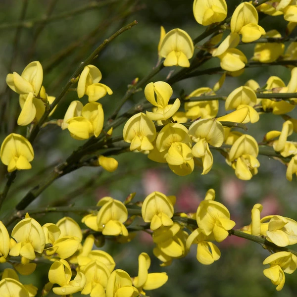 Genêt jaune