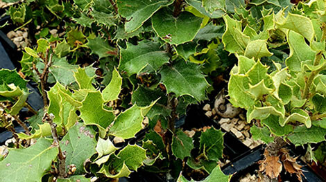 Plantas Micorrizadas – Viveros Fuenteamarga