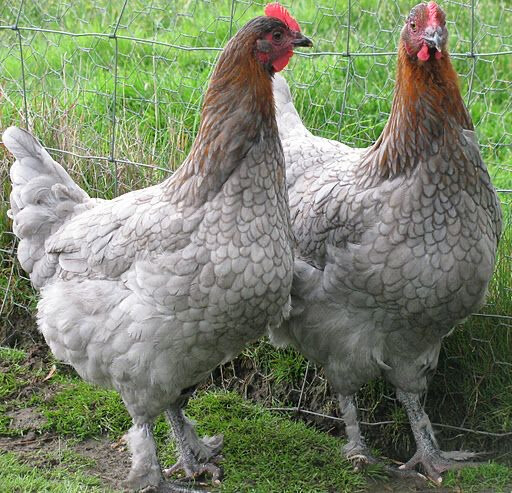une poule marans