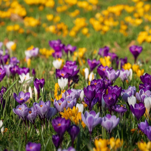 Crocus Mammouth en mélange