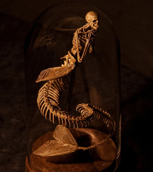 Mermaid skeleton, curiosity cabinet
