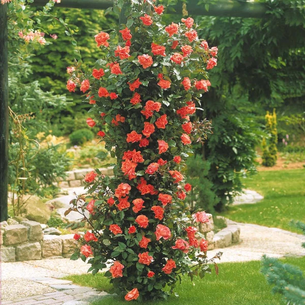 Rosier grimpant Métanoïa