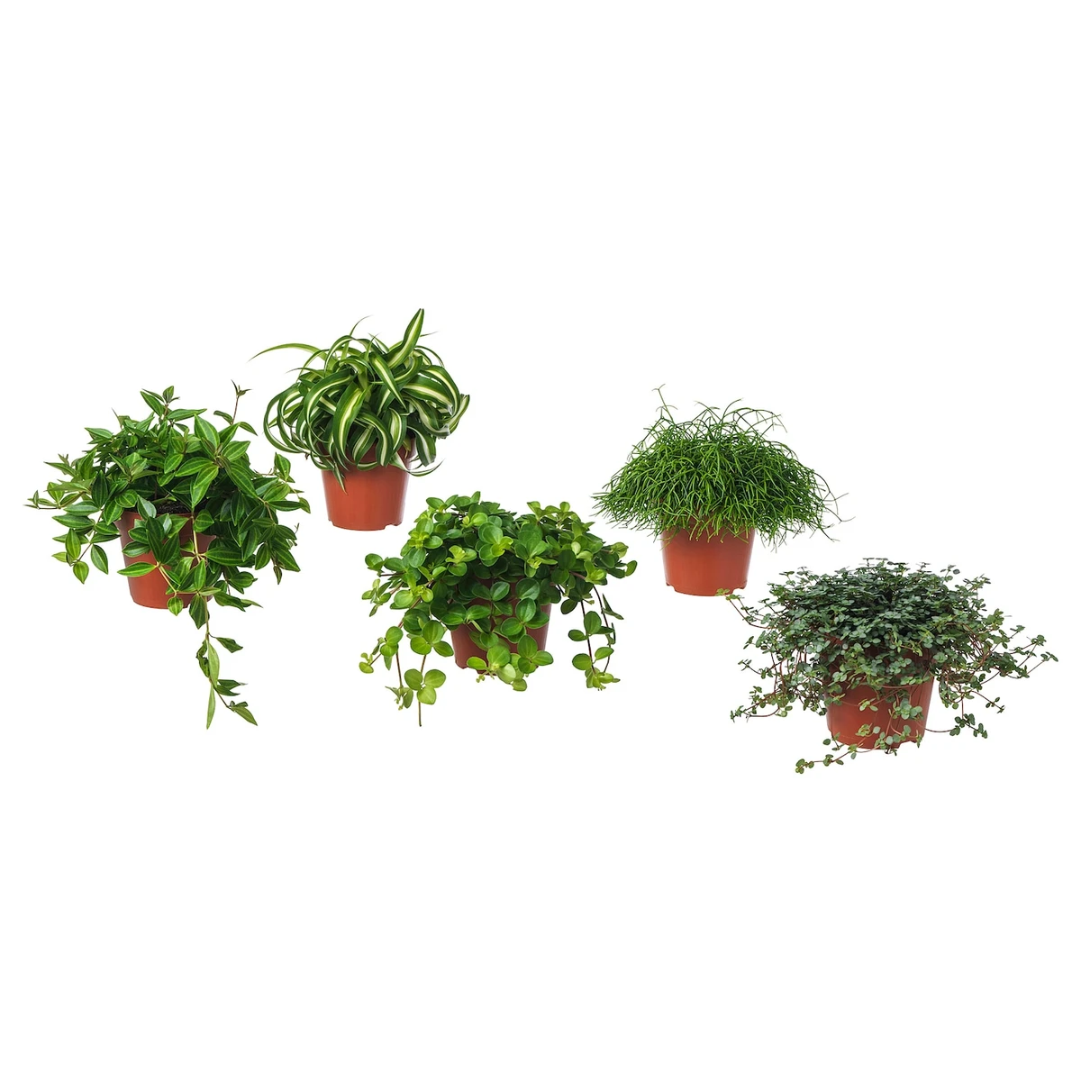 HIMALAYAMIX Plante en pot - diverses espèces plantes vertes avec feuilles 12 cm