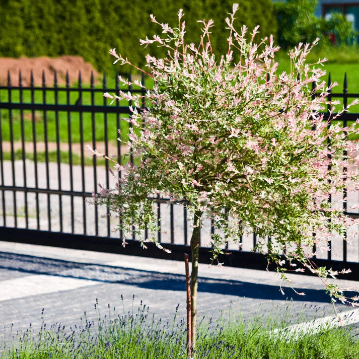 Saule Crevette sur tige