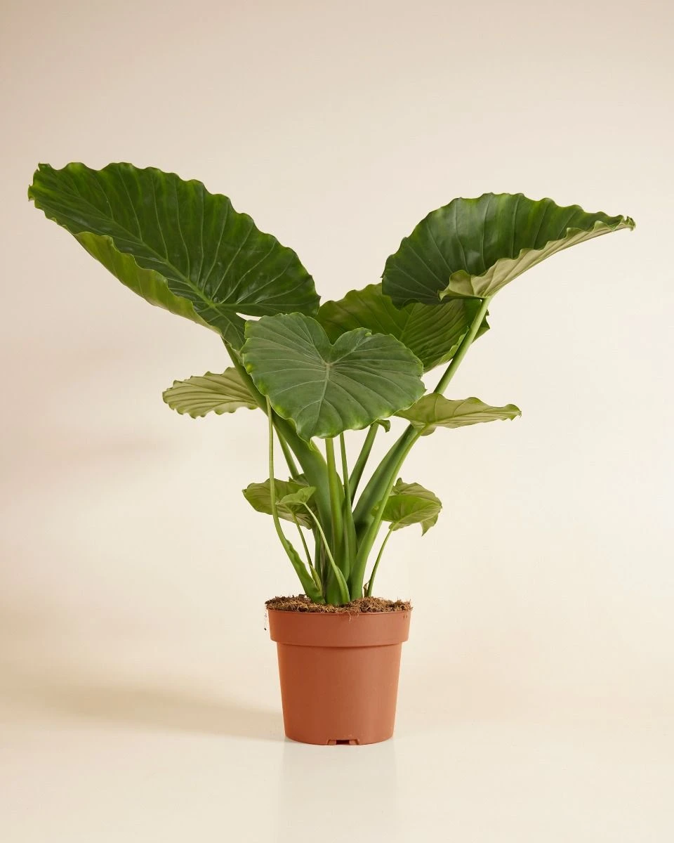 Alocasia 