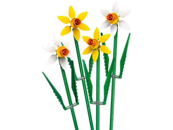 Les jonquilles