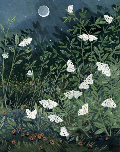 papillons de nuit de lune