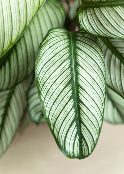 Calathea White star