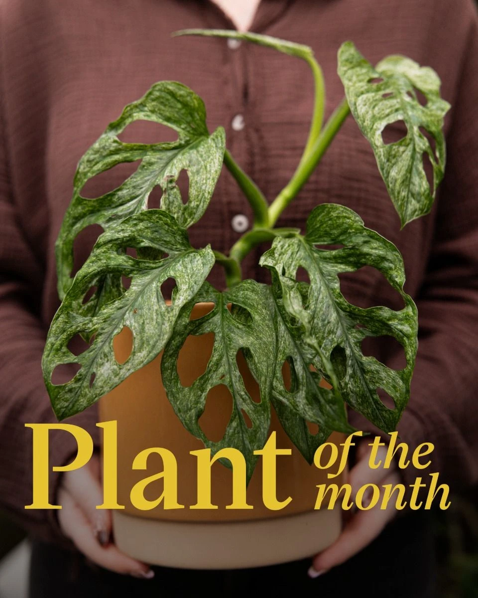 Acheter Monstera Adansonii Mint M (Plante-gruyère) en ligne | PLNTS.com