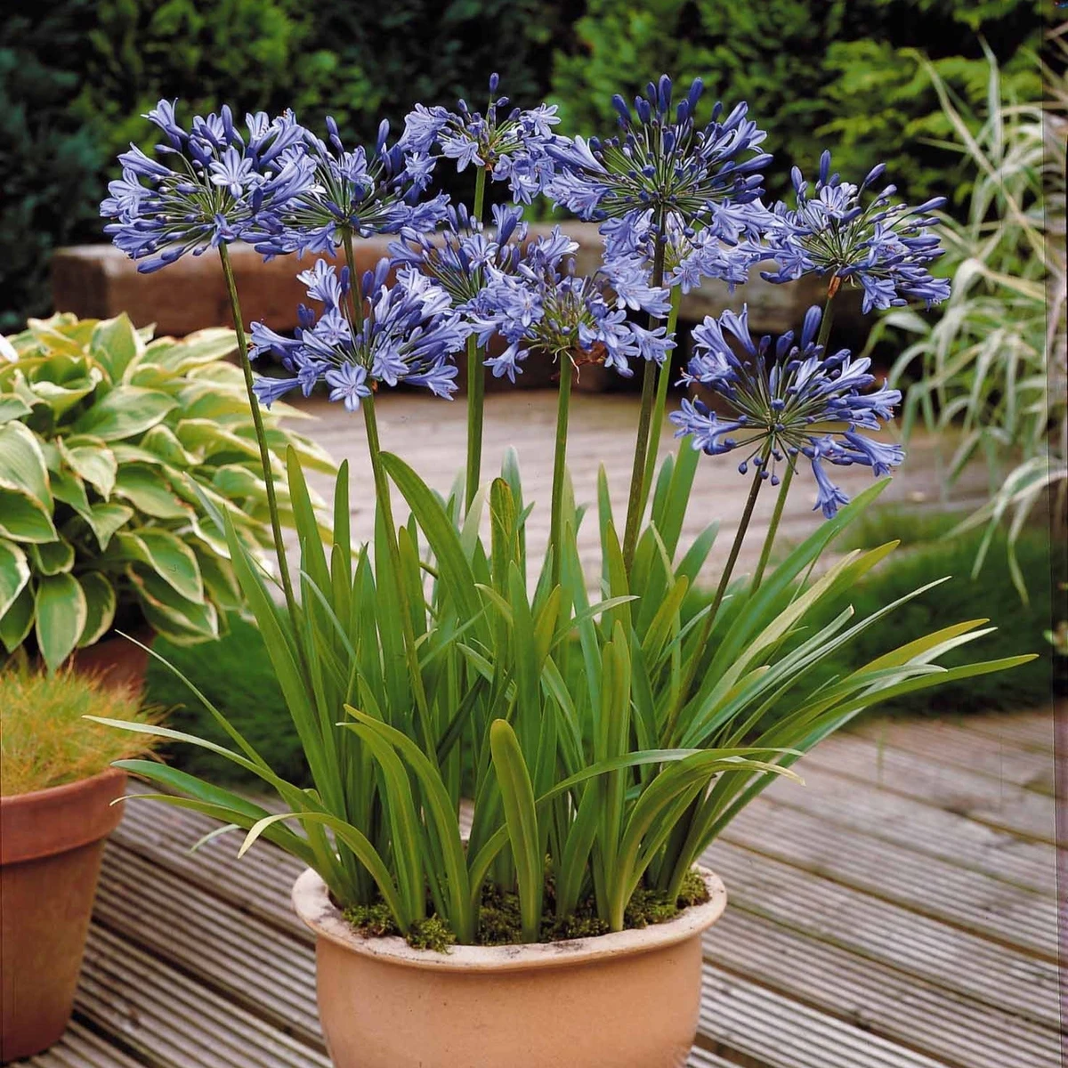 3 Agapanthes bleues