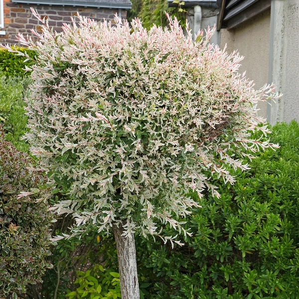 Saule Crevette sur tige