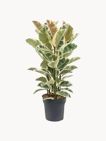 Plante naturelle Ficus Elastica Tineke