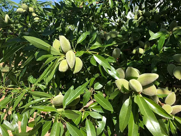 Almendro Vairo - Agroforestales ESLA