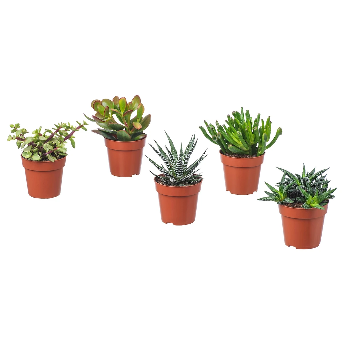 SUCCULENT Plante naturelle - diverses espèces/succulente 9 cm