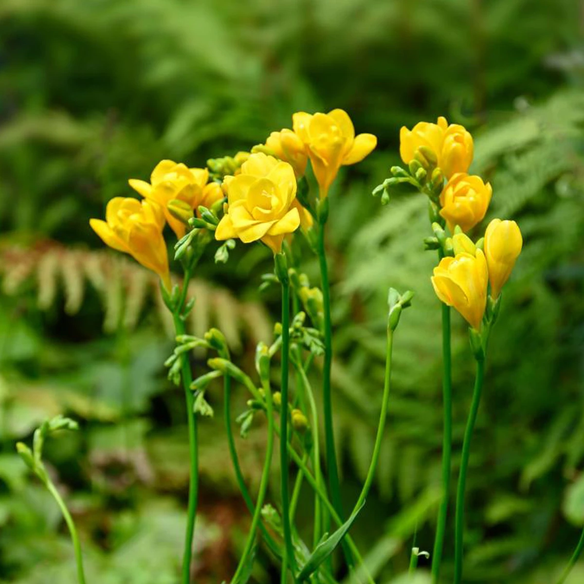 25 Freesias à fleurs doubles jaunes