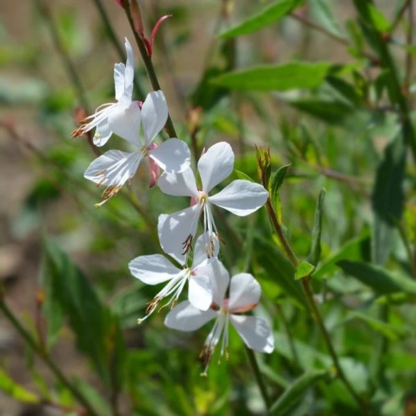 Gaura blanche