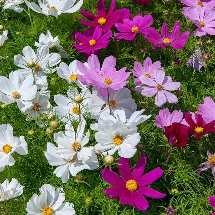 Cosmos Sensation en mélange