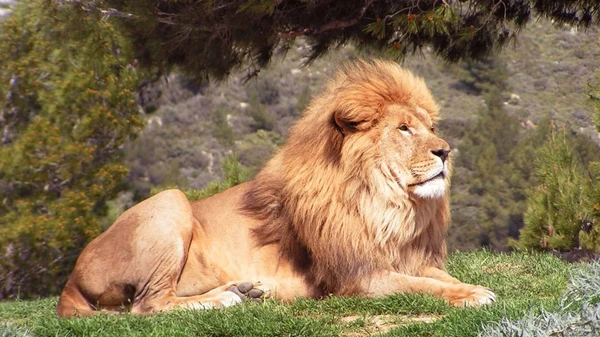 Entrée à la Réserve Africaine de Sigean