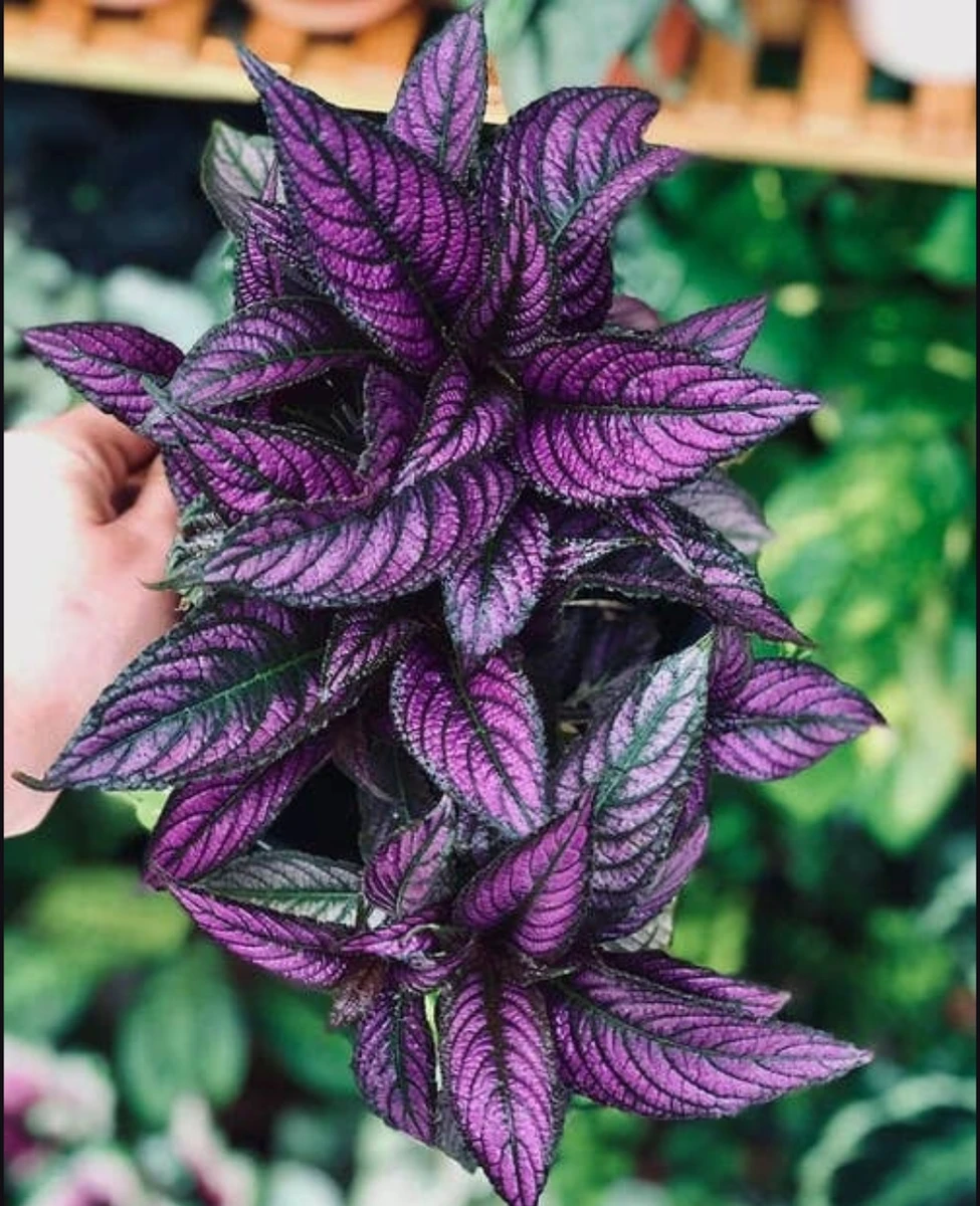 Persian shield
