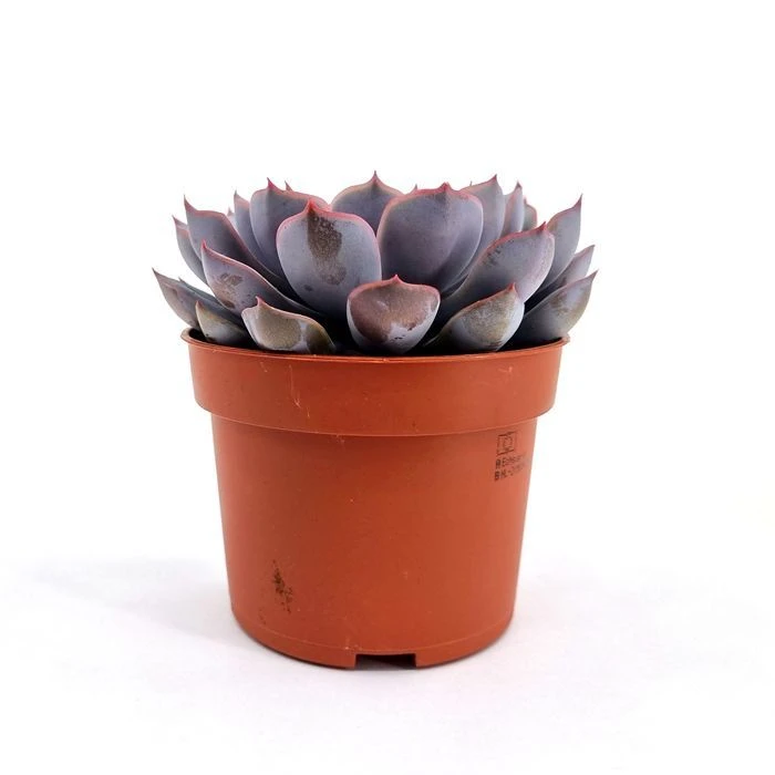 Echeveria Orion pot 10.5 cm