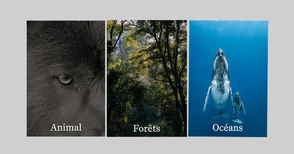 Pack de Noël avec Animal + Forêts + Océans