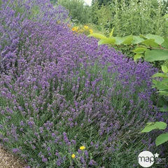 Plant de lavande : pot de D14 cm